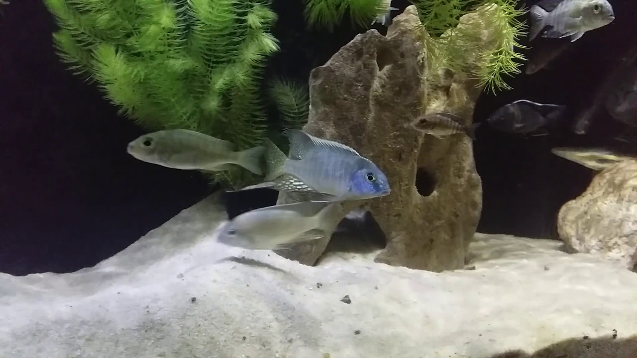 Lethrinops microstoma Likoma wf