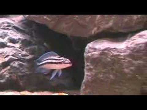 Julidochromis ornatus (Isanga)