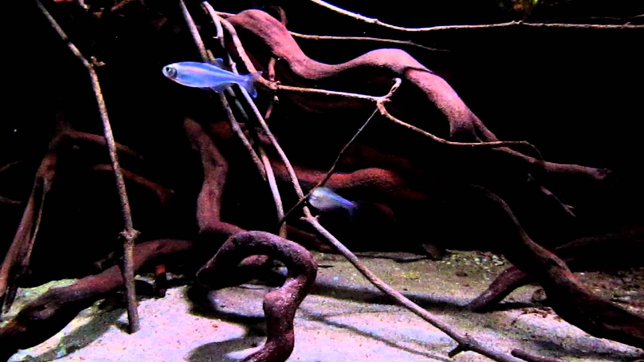 Knodus Borki - Blauer Perusalmler