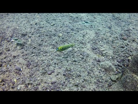 Metriaclima sp  'patricki' at Ababi Island, Mbenji Islands
