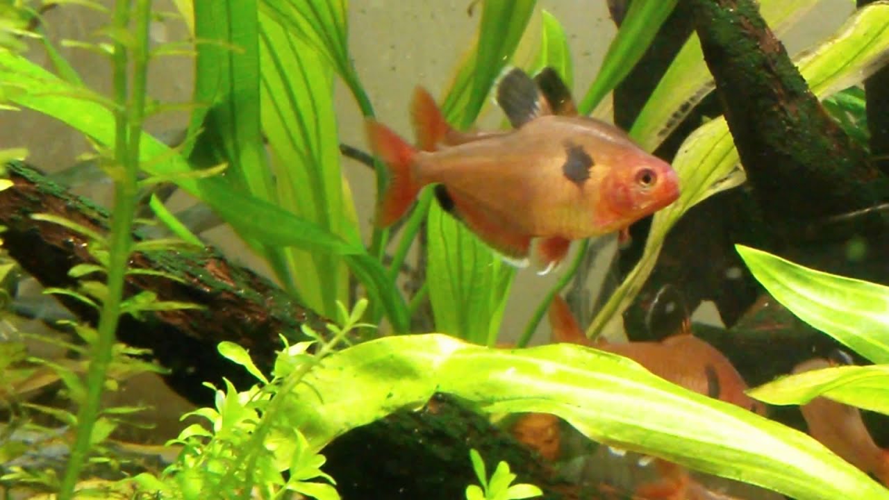 Hyphessobrycon eques - Tetras Serpae desovando - Serpae Tetras spawning