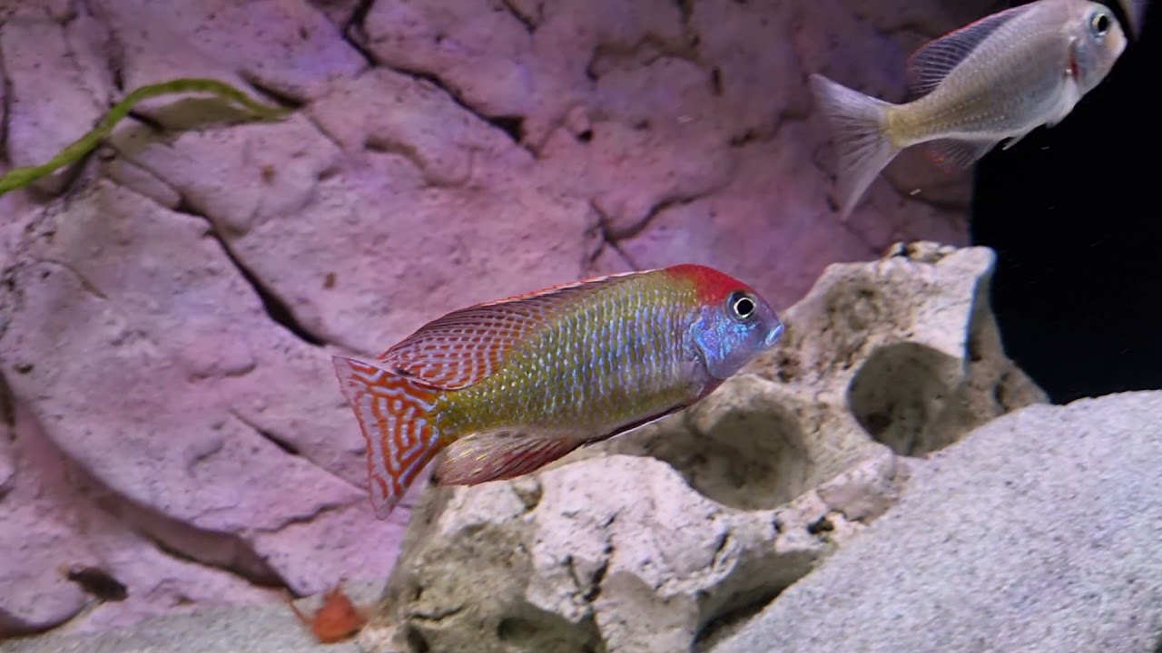 Lethrinops red cap itungi  malawi cichlids
