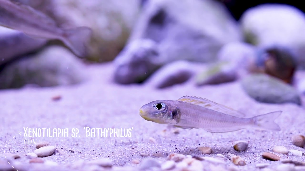 Xenotilapia bathyphilus sp yellow - sand cichlid from Lake Tanganyika