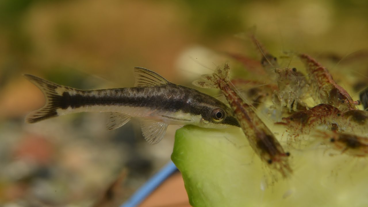 Otocinclus vittatus - Feeding on cucumber.
