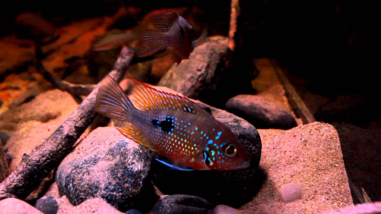 Thorichthys Maculipinnis with Eggs  1080HD