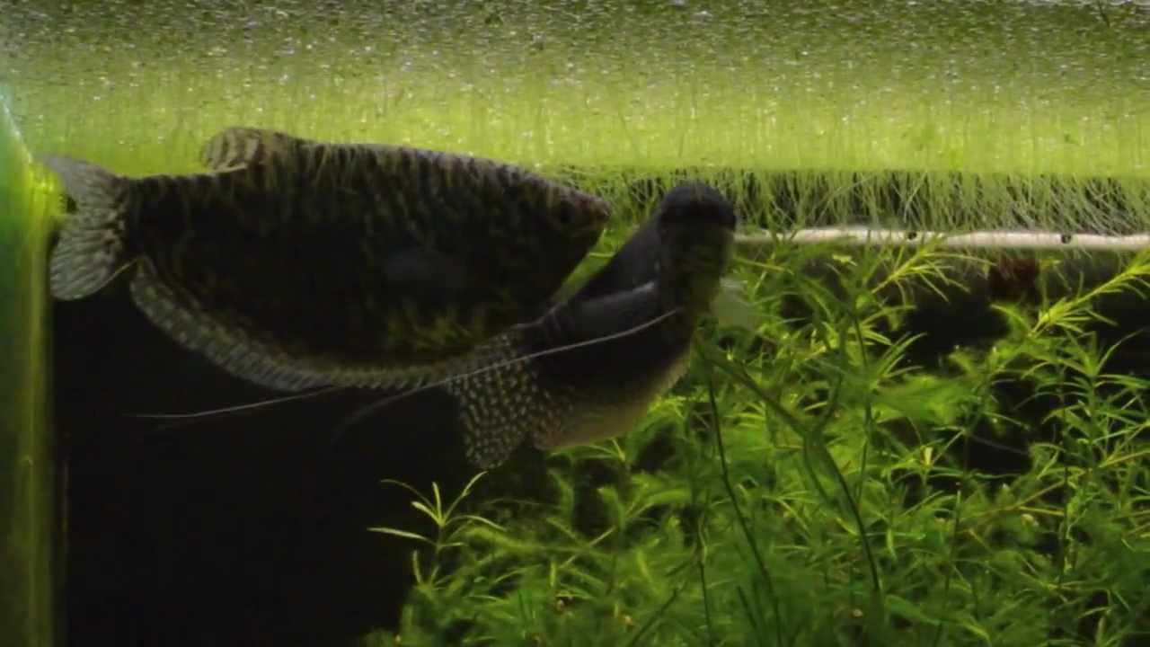 Blue gourami spawning