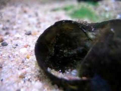 Lepidiolamprologus attenuatus