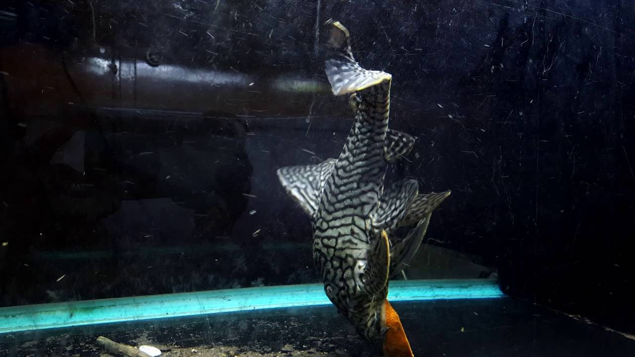 Panaque schaeferi L203 feeding (temporary tank)