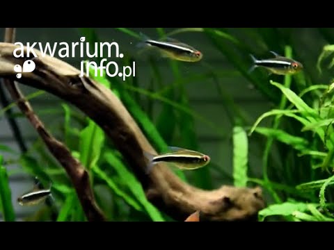 Hyphessobrycon herbertaxelrodi - Neon Czarny (ławica)