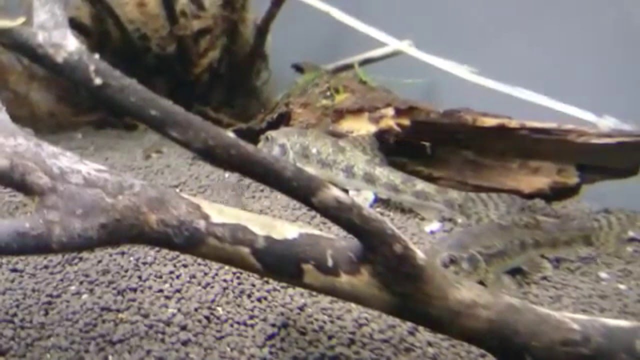 土をもぐもぐツチフキ Abbottina Rivularis which eats soil