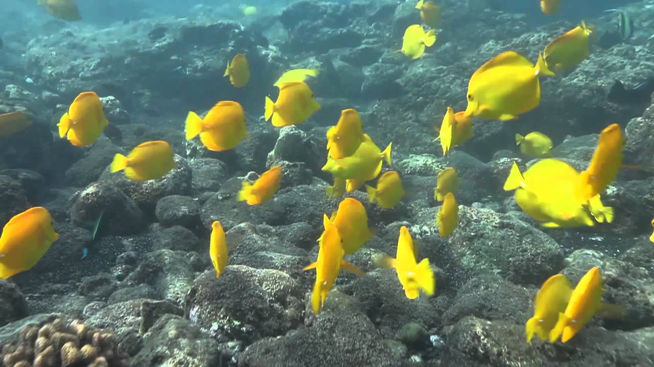 Robert Wintner describes the chickens of the sea