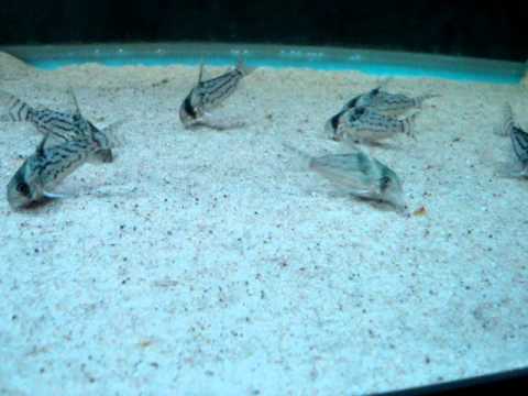 corydoras schwartzi wild caught