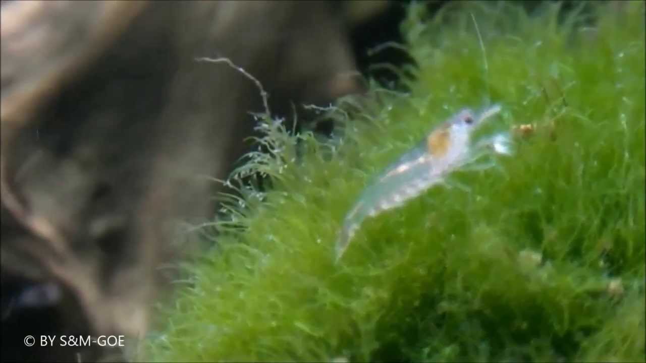 Atya gabonensis, Breeding Report in English