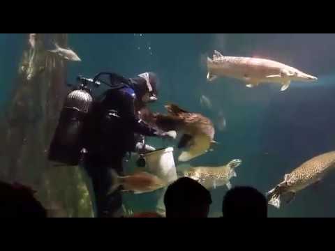 Arapaima Aquaria KLCC Feeding Time. See how they feed the arapaima