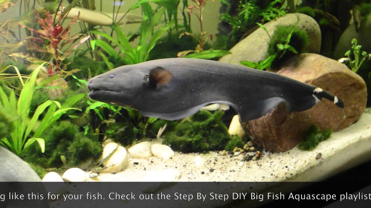 Big Black Ghost Knife Fish Exploring new home