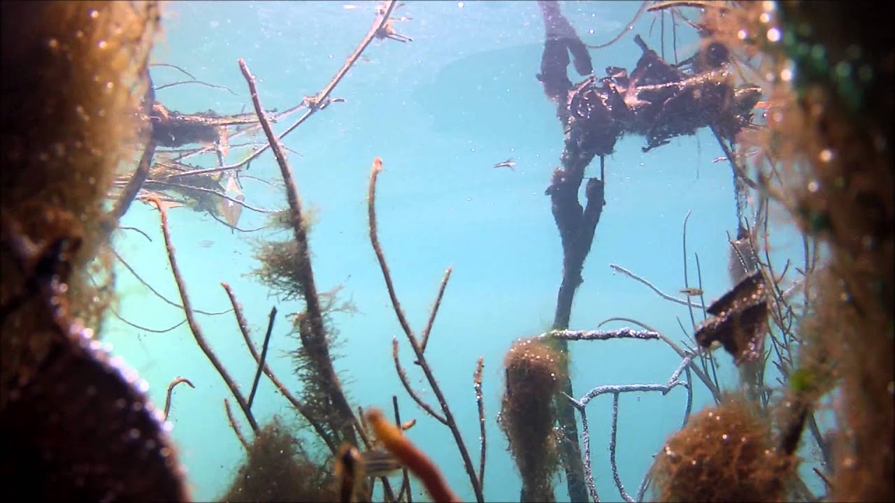 Betta simplex milieu naturel Thaïlande (Krabi) Betta Tour 2012