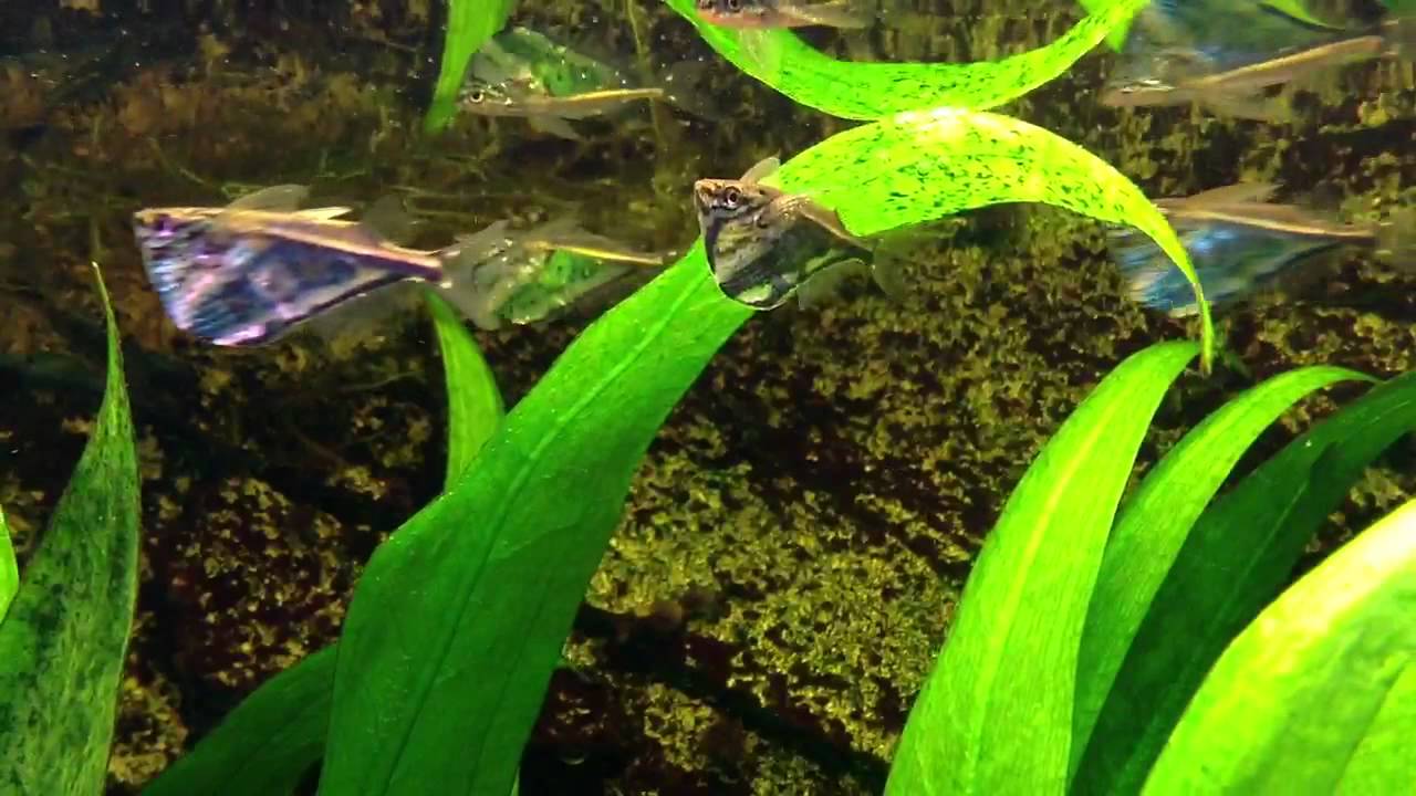 Marbled Hatchetfish, Carnegiella strigata