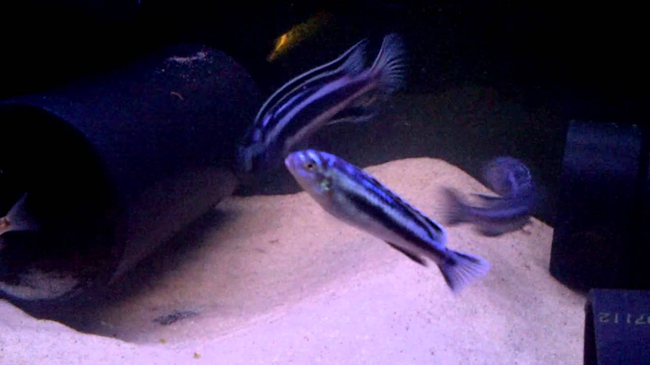 Melanochromis cyaneorhabdos ( Maingano ) Spawning