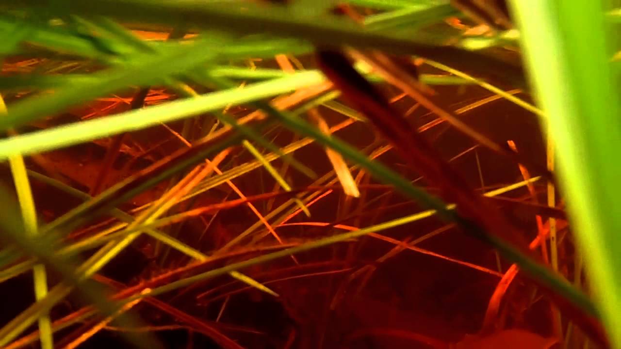 Hemigrammus erythrozonus - vuurneon