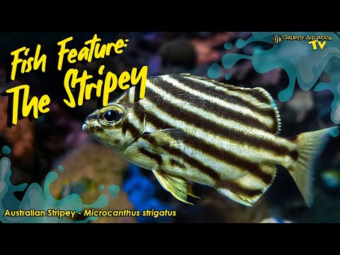 Fish Feature: Australian Stripey - Microcanthus strigatus