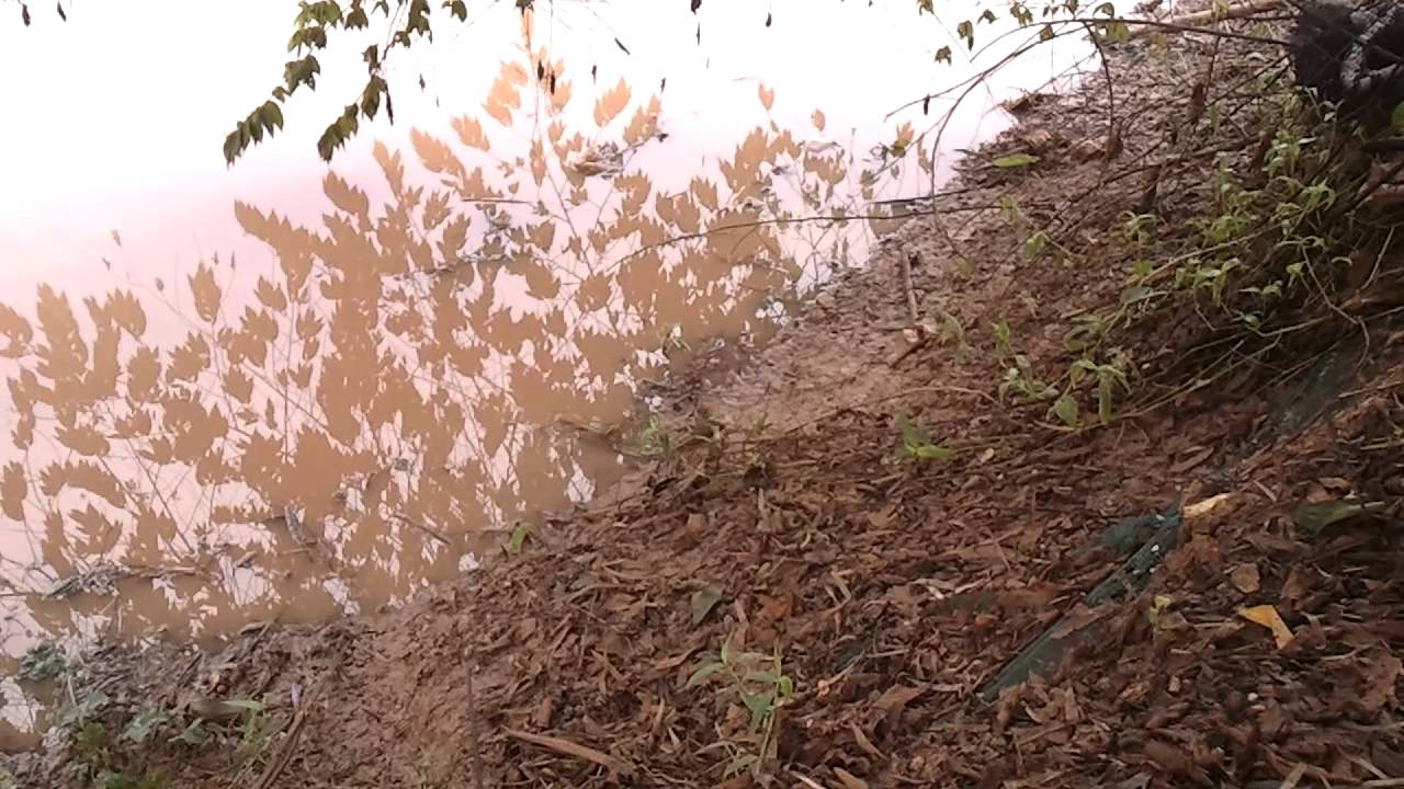 Climbing perch (Anabas testudineus) walking on land