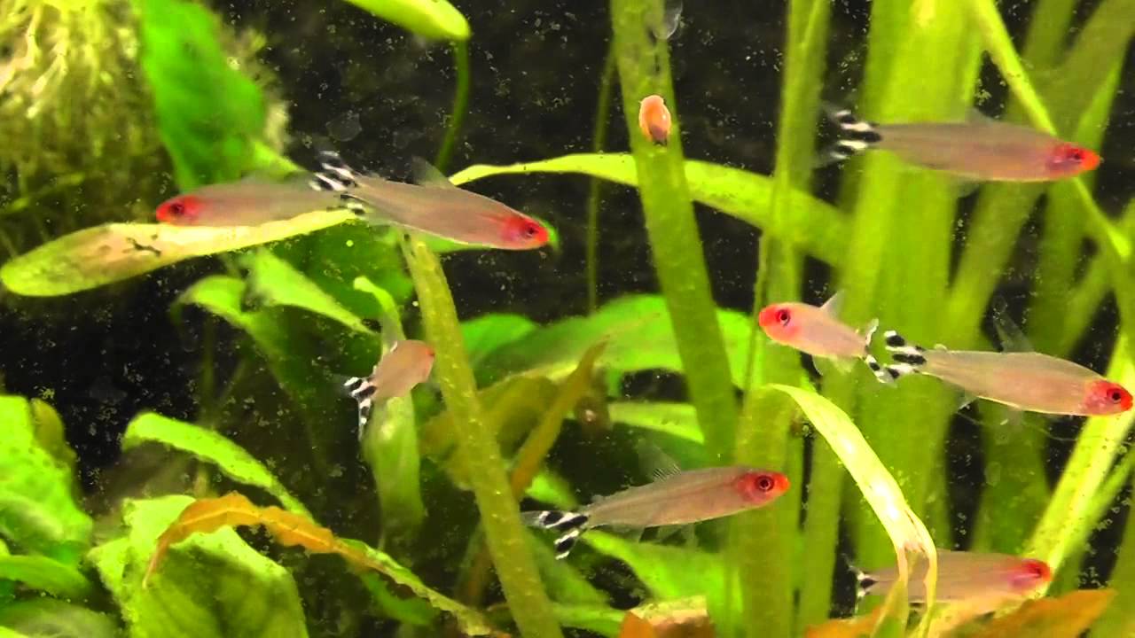 Тетра красноротая (Hemigrammus rhodostomus)