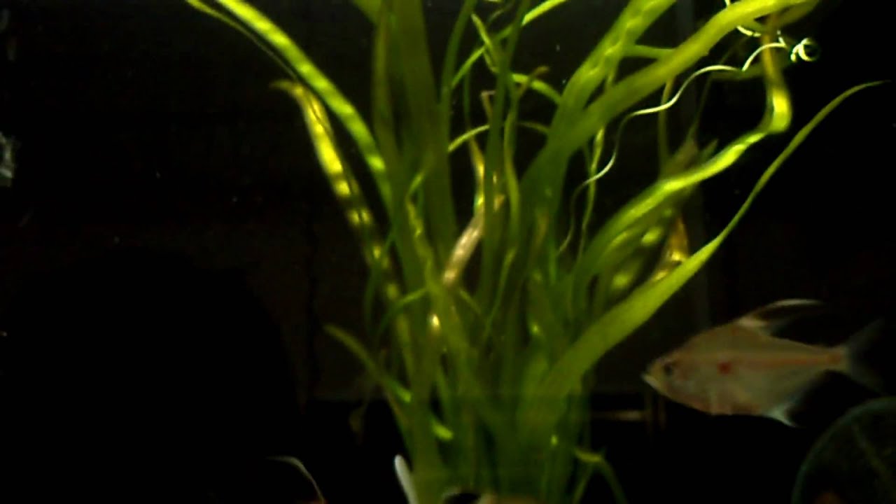 Kirschflecksalmler / Hyphessobrycon erythrostigma