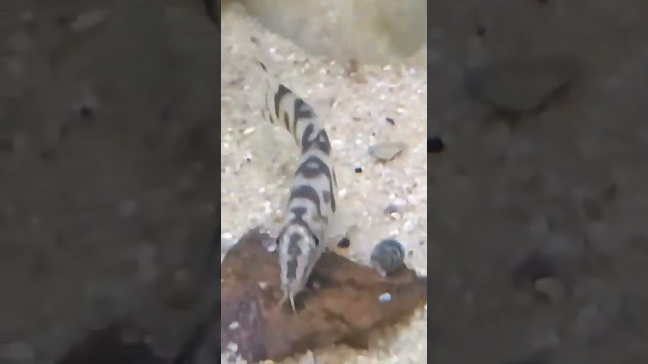 Botia histrionica, Burma Prachtschmerle #aquarium #shorts #snailkiller