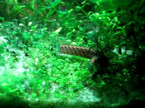 Spiny eel waiting for food