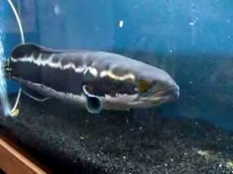 Giant Snakehead Eating With Speed of Light