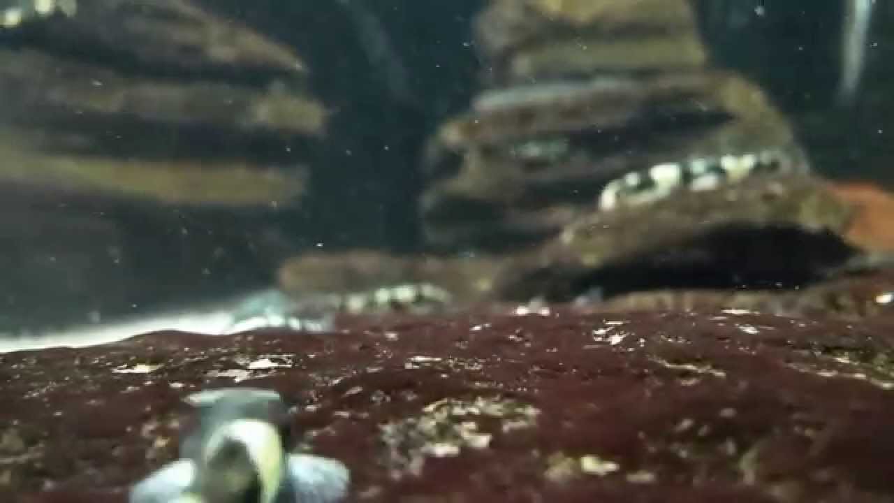 Panda Loach (Protomyzon pachychilus) - Aquatic Design Centre