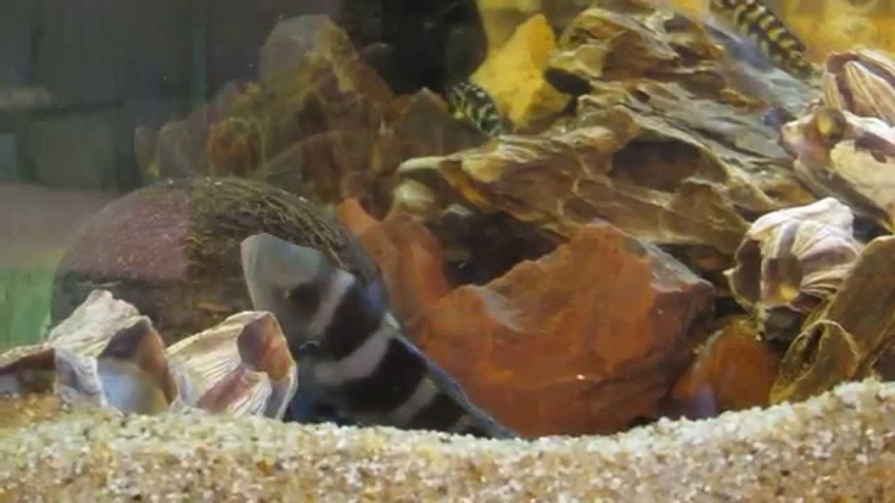 Neolamprologus tretocephalus spawning  третоцефалус