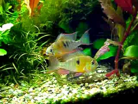 (0) Beim Balzen / Spawning Behavior