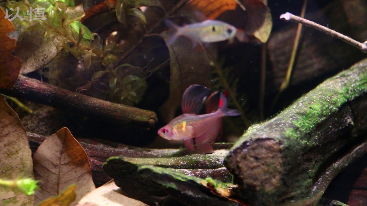 开缸78天  Hyphessobrycon paepkei