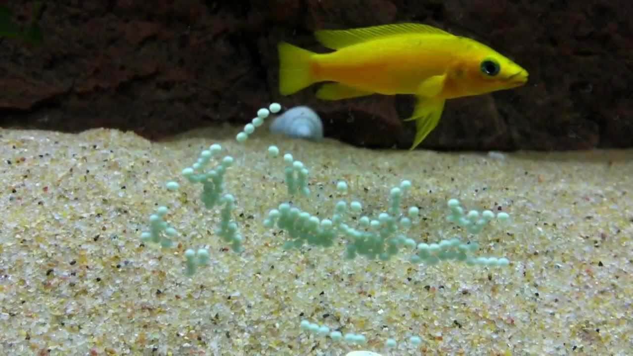 Neolamprologus leleupi - stages of reproduction - PISCES