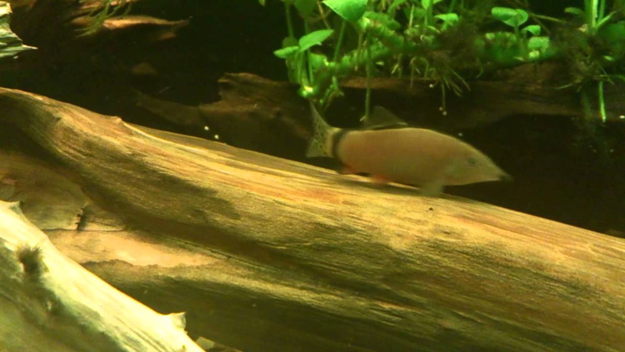 Yasuhikotakia morleti - Mrenka škrvonochvostá