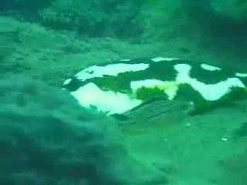 Jachttechniek Nimbochromis Livingstoni