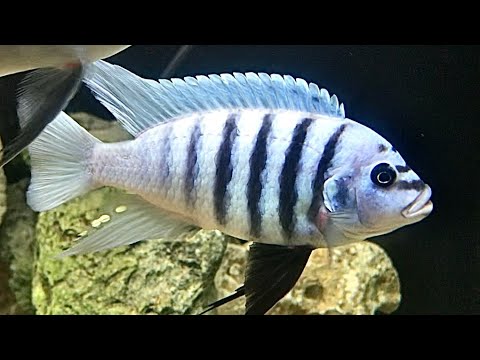 metriaclima fainzilberi Maison reef breeding: the best Mbuna in the world