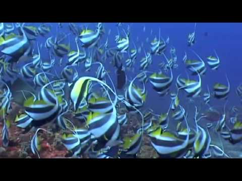 Moorish Idols (Zanclus cornutus) and Black & White Butterflyfish (Heniochus acuminatus)