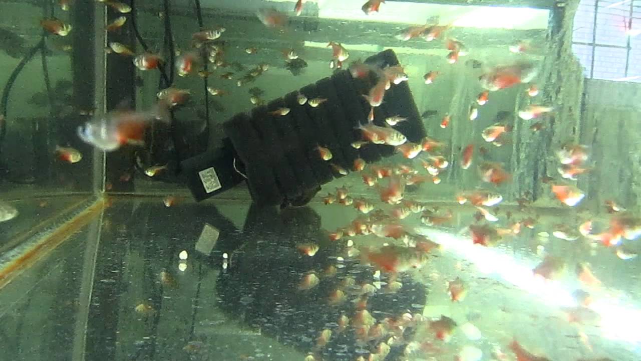 Тетра фон рио (Hyphessobrycon flammeus)