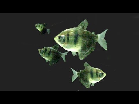 SPOTLIGHT: The Black Skirt Tetra