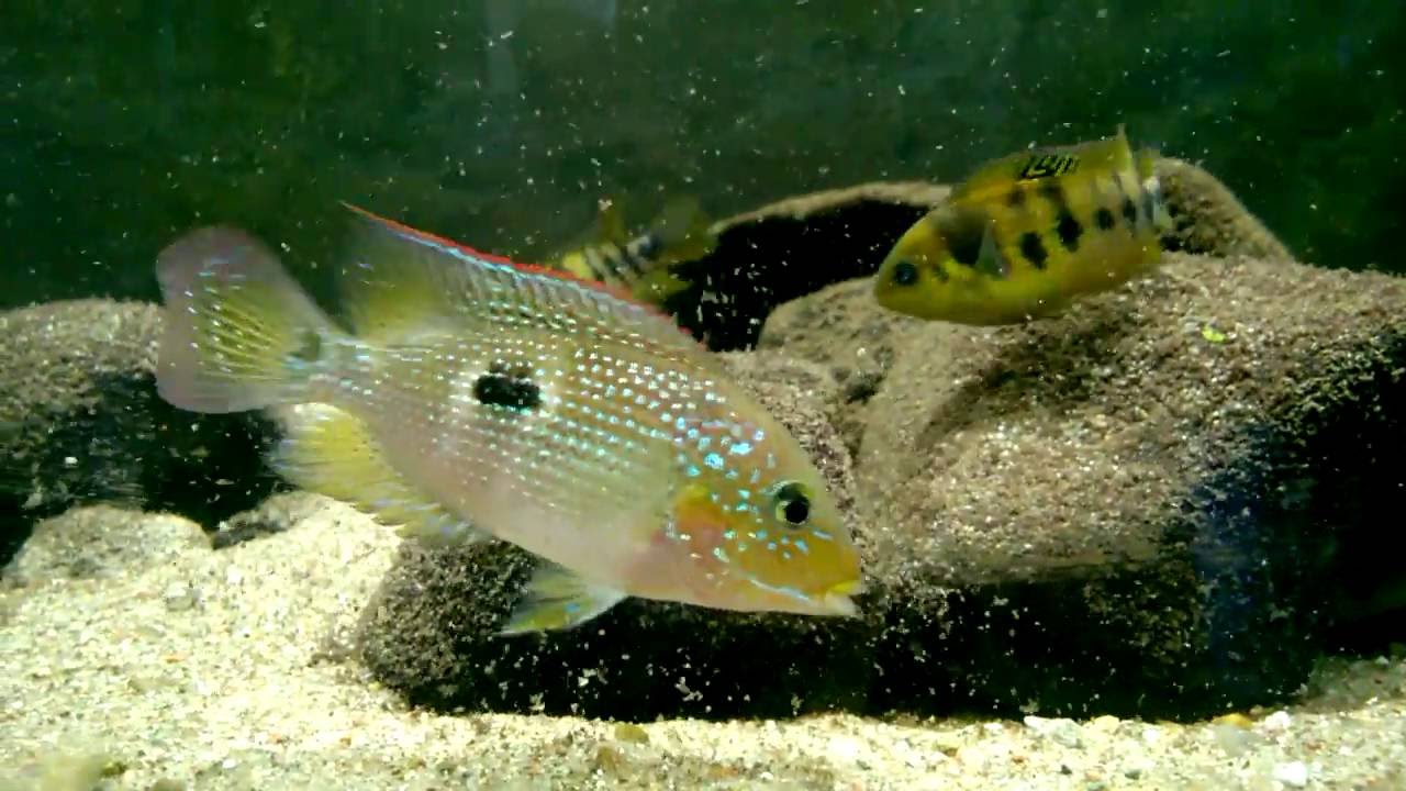 Cribroheros rhytisma "Rio Lari"