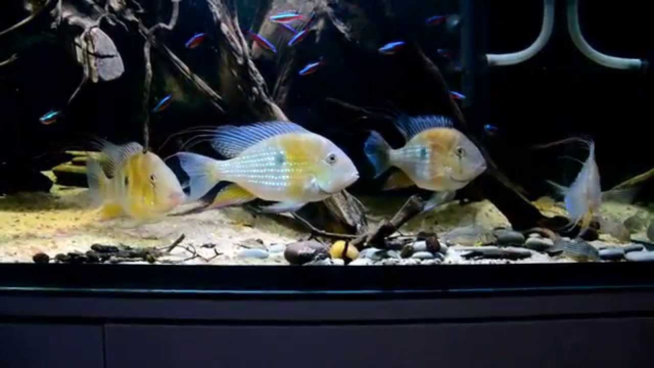 Acarichthys heckelii feeding HD