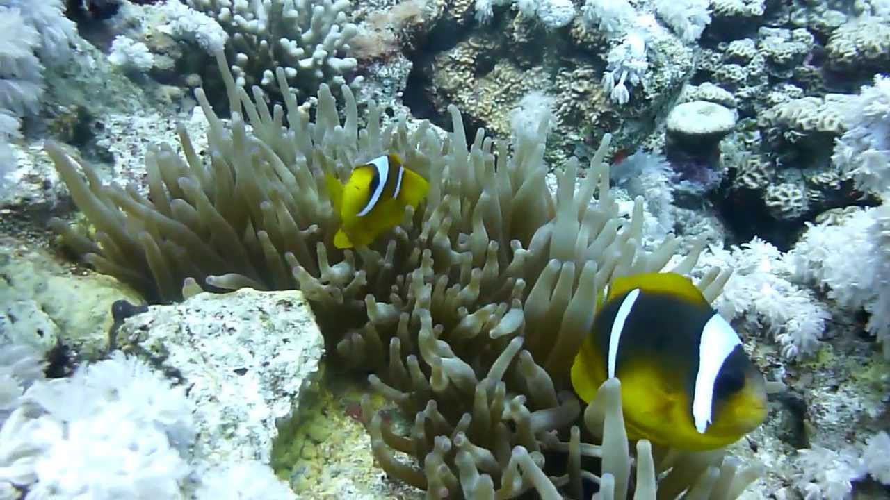 Pagliaccio a due bande (Amphiprion bicinctus) su anemone di mare clavata.