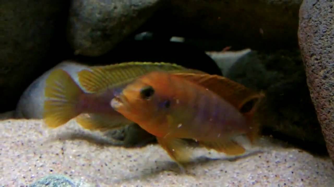 Iodotropheus sprengerae (Rusty cichlids)  fighting