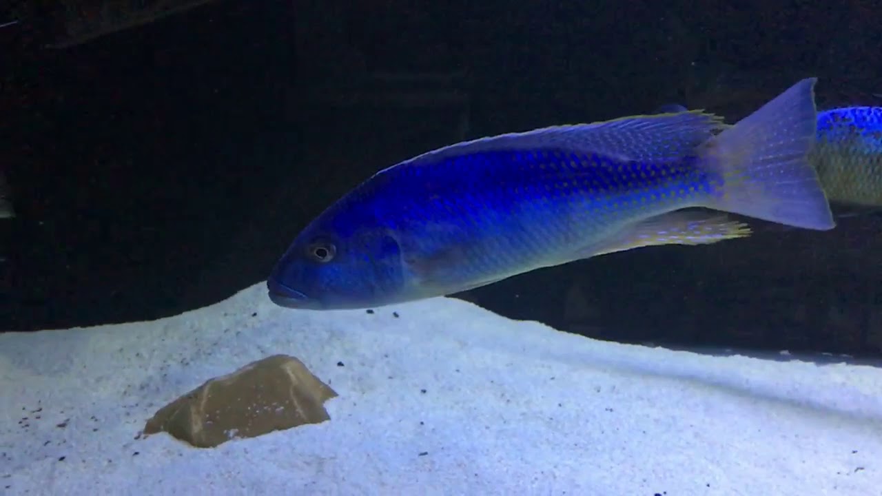 Buccochromis heterotaenia