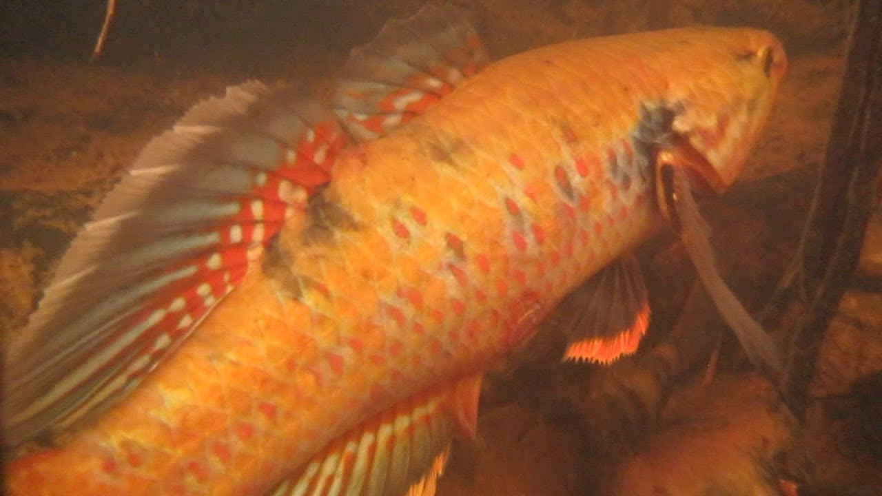 Snakehead Gudgeons (Giurus margaritacea) spawning