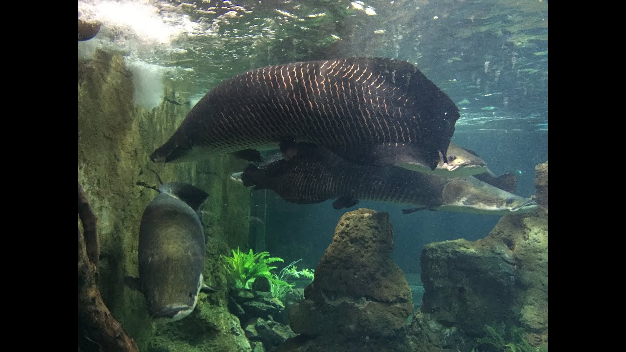 SUPER LARGE ARAPAIMA GIGAS FISH (prod. by LEON / Vid. by dbuulik)