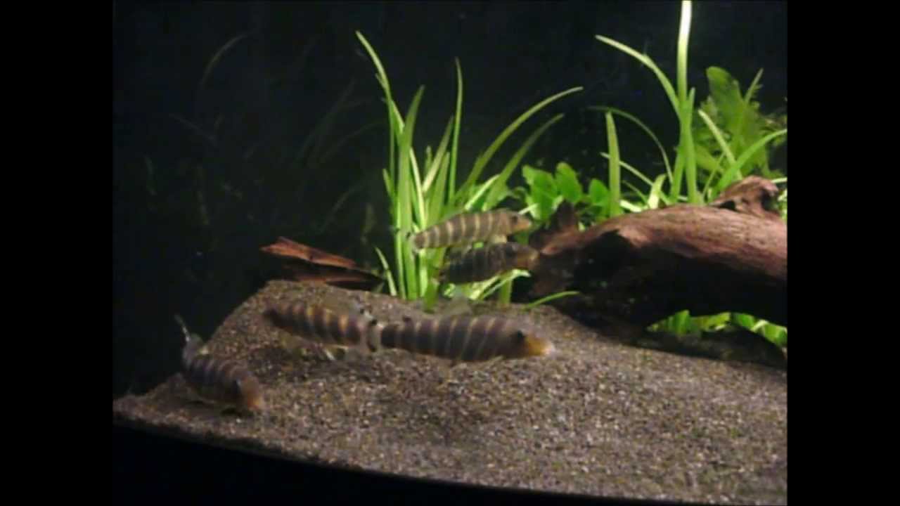 Botia Dario (Queen Loach / Bengal Loach)