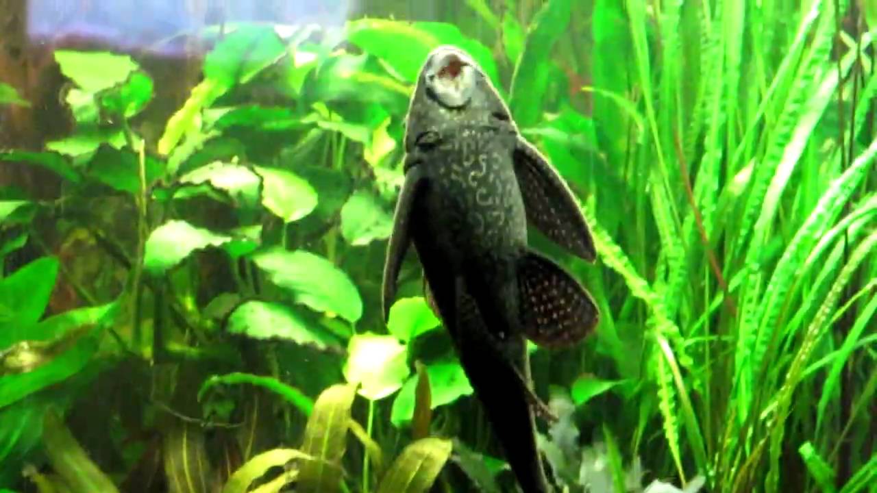 Großer Schilderwels - Pterygoplichthys pardalis